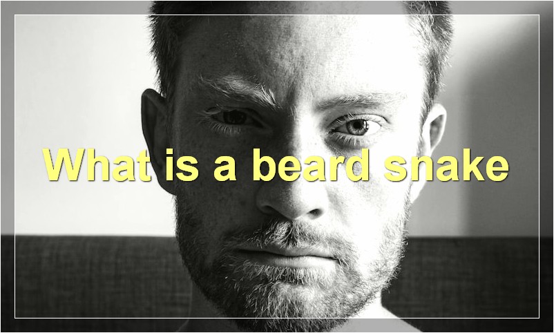 What is a beard snake